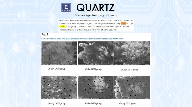 SEM image of rumen epithelial tissue from Hu sheep fed Bacillus subtilis, analyzed with Quartz PCI