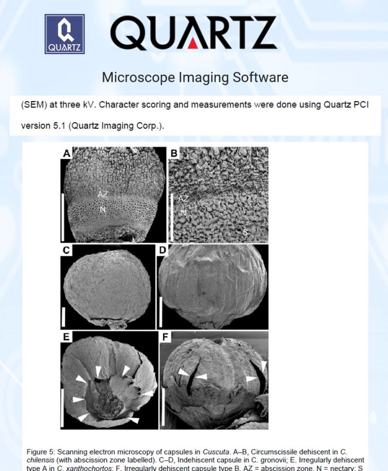 SEM micrographs of Cuscuta capsules showing different dehiscence types, measured with Quartz PCI